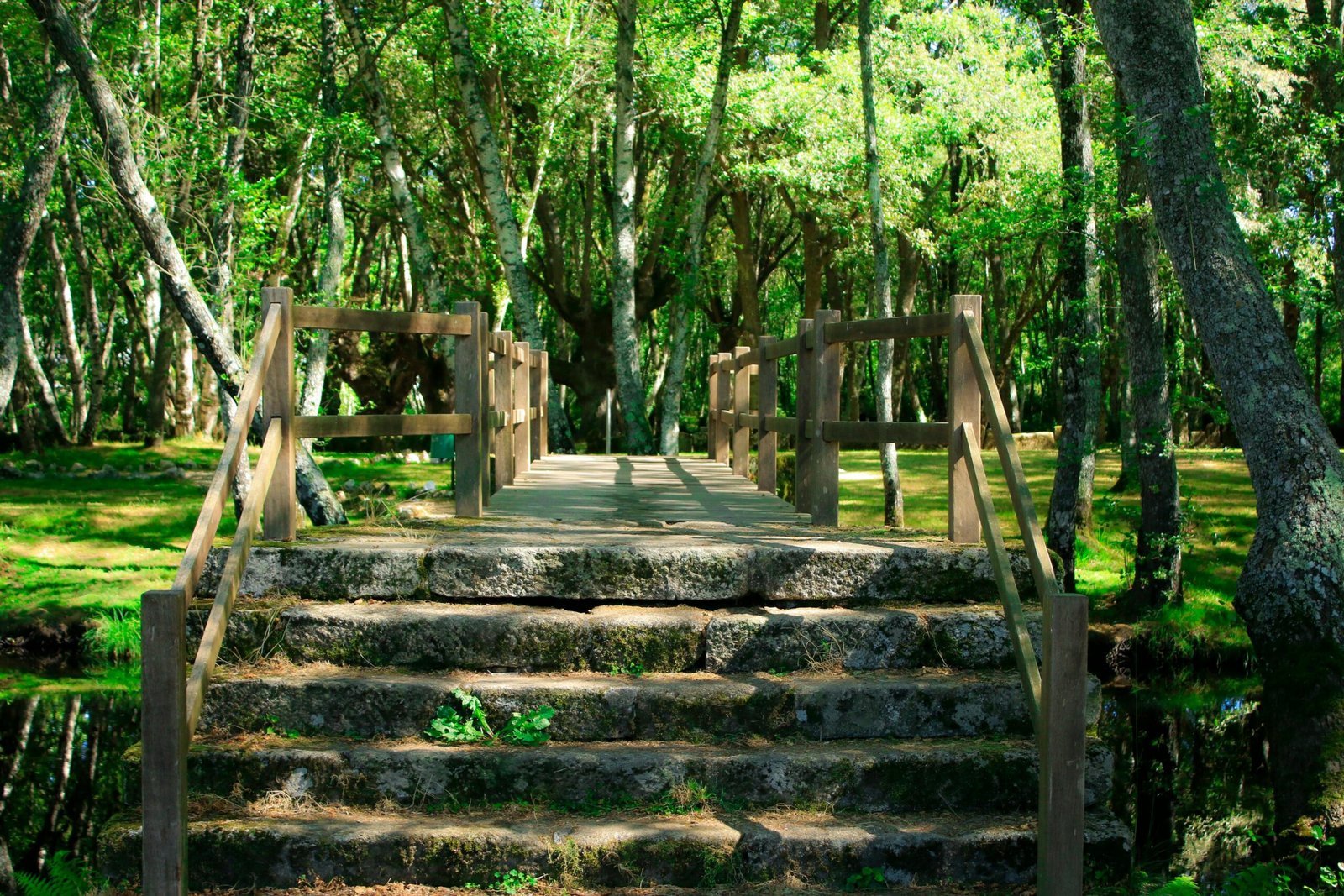 Charming wooden bridge amidst a verdant forest in Allariz, Spain, showcasing nature's beauty.